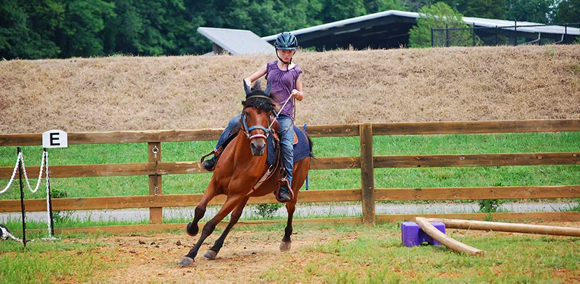 Long c shop horse camp